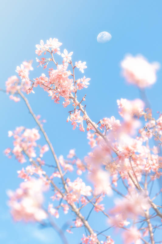 樱花与月 春日浪漫图片