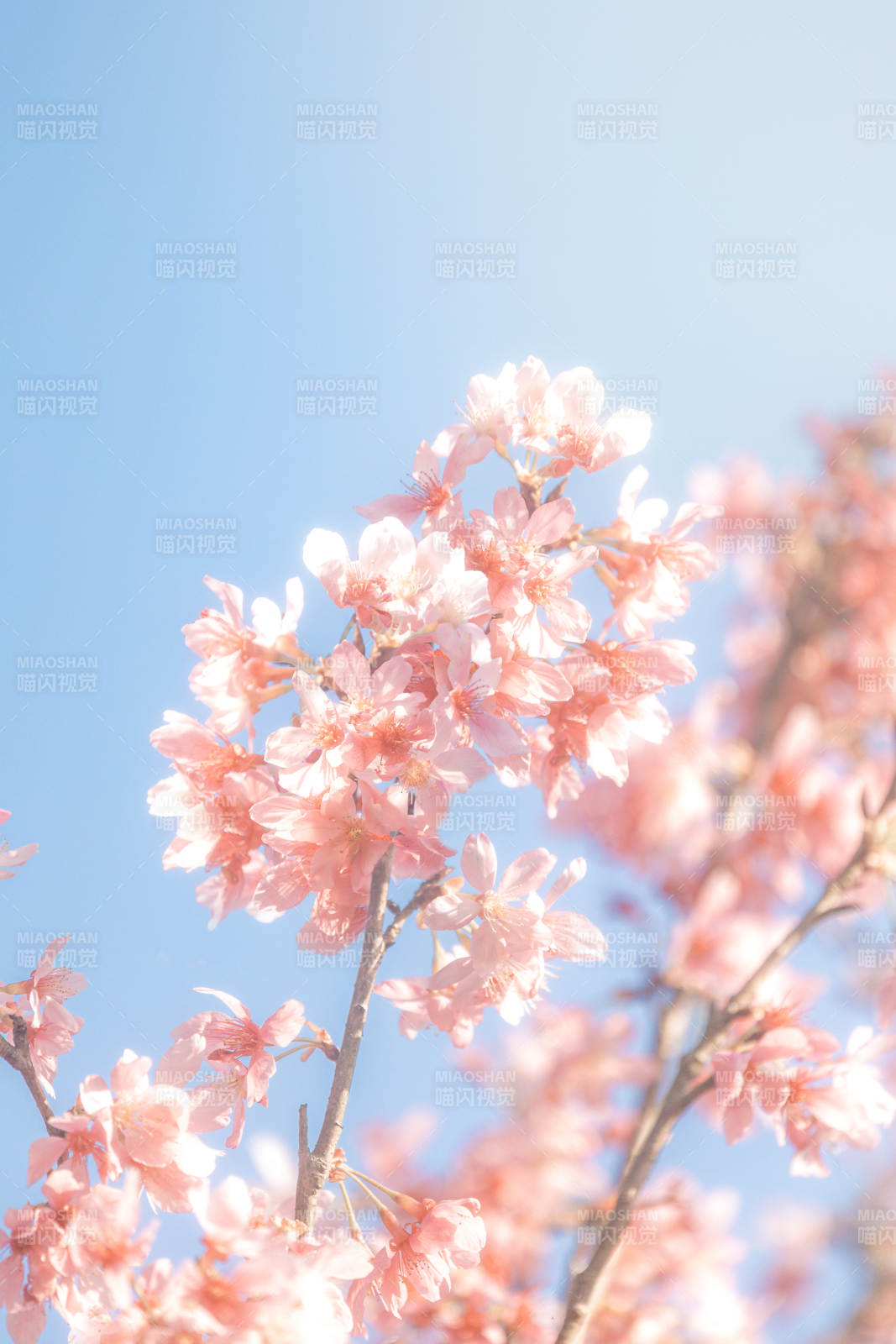 樱花绽放 春日晴空图片