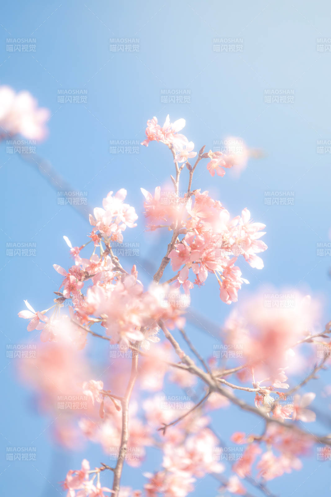 春日樱花 蓝天映衬图片