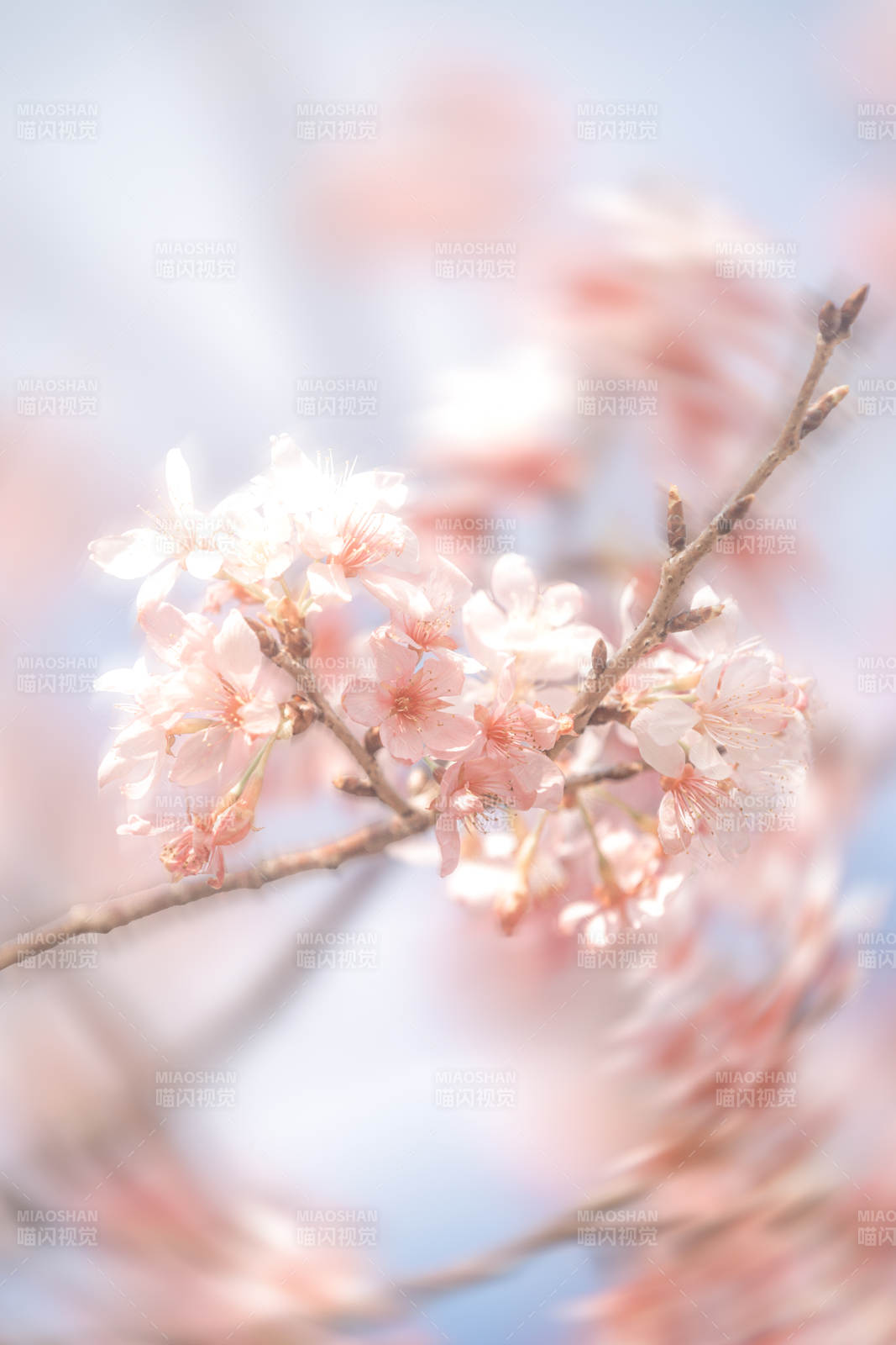 樱花绽放 春意盎然图片