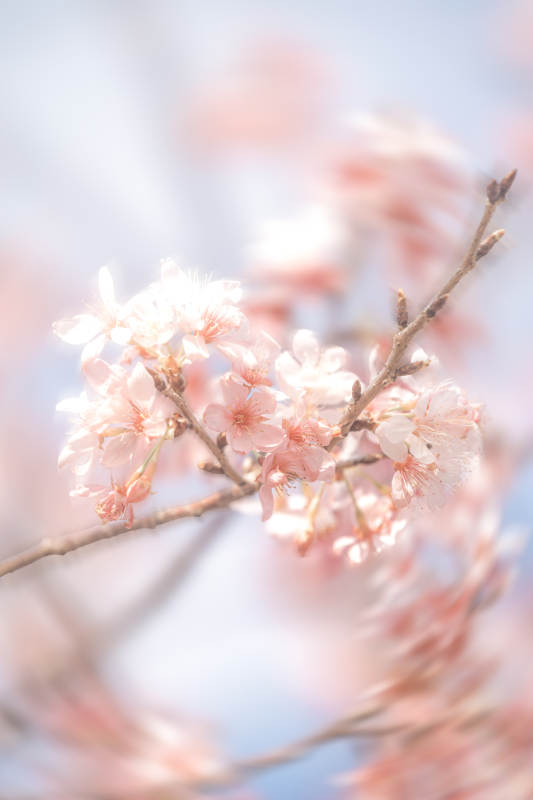 樱花绽放 春意盎然图片