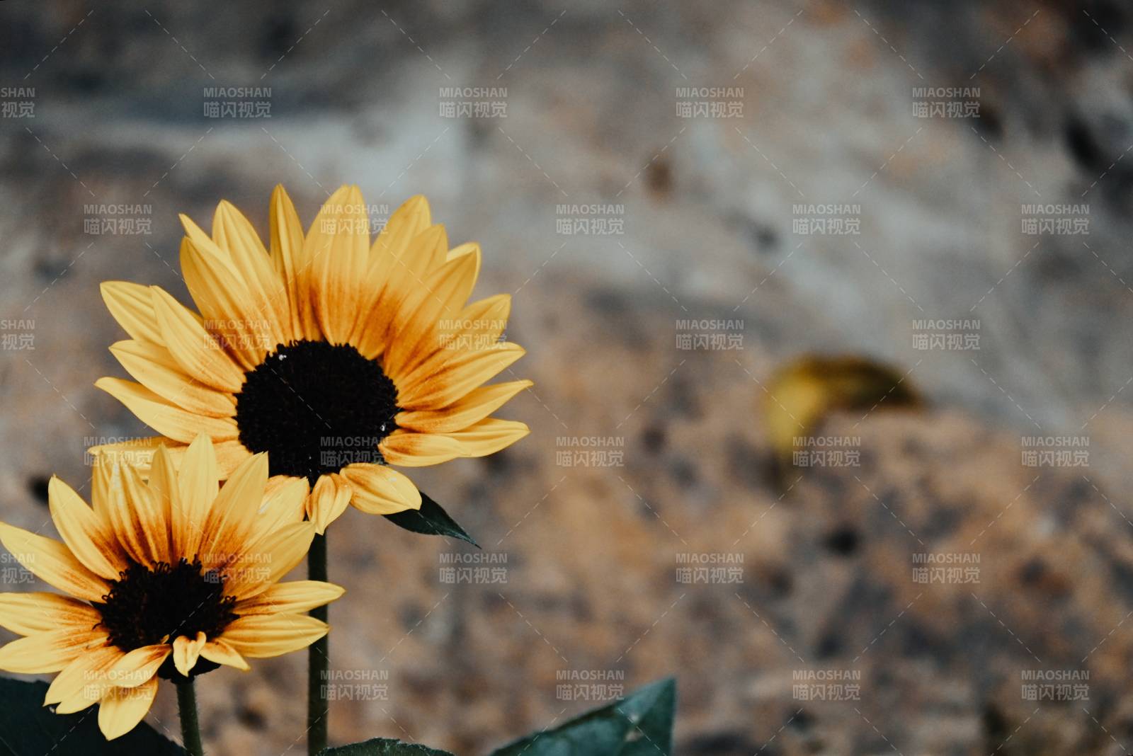 向日葵的温暖时光图片