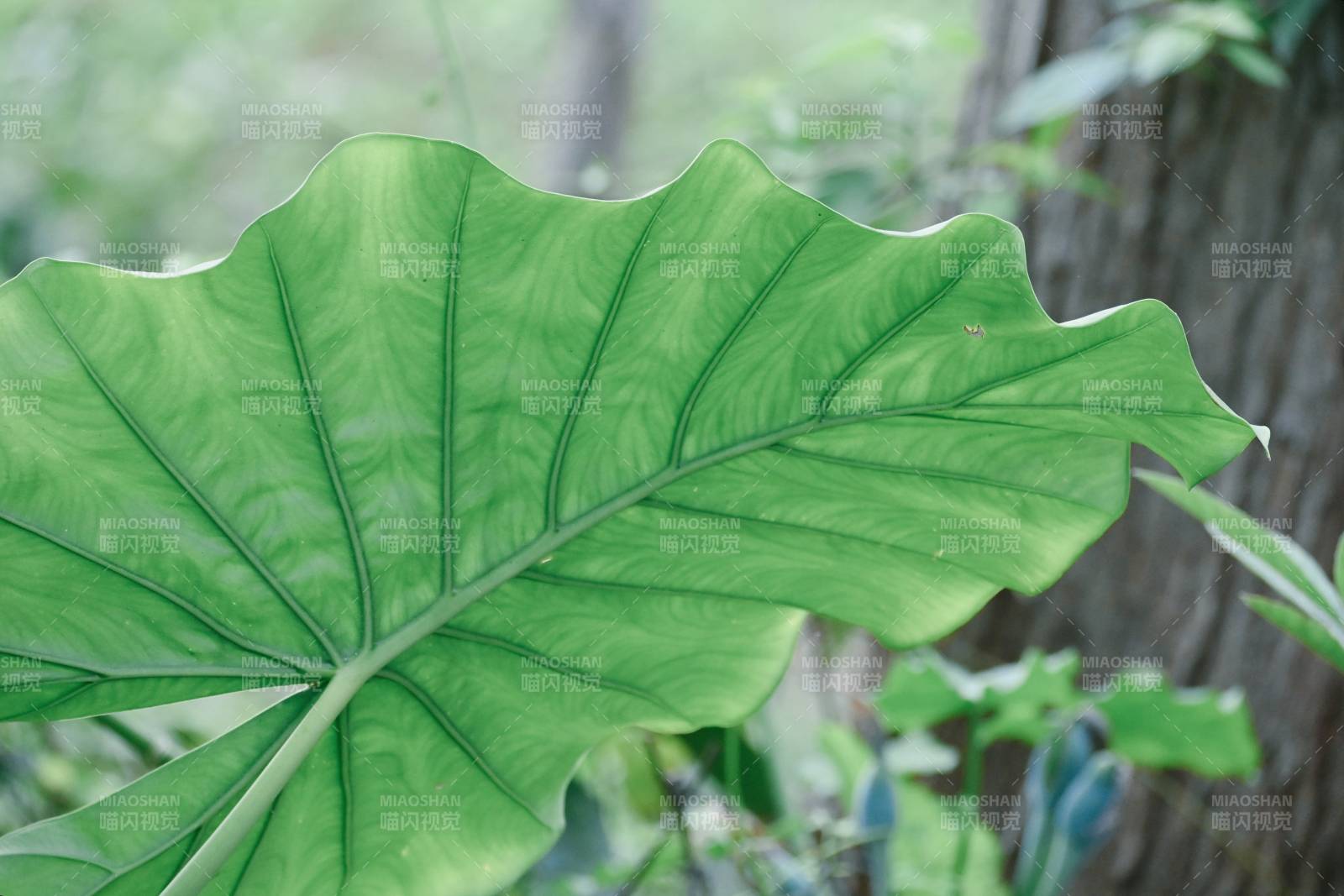 绿叶特写 自然之美图片