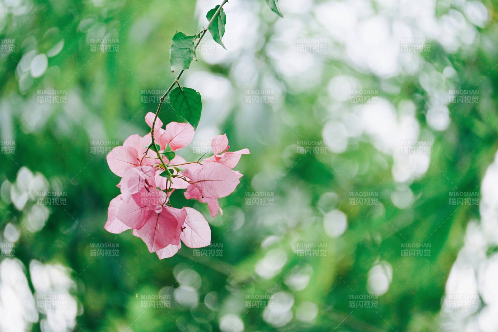 粉色花朵在绿叶间绽放图片