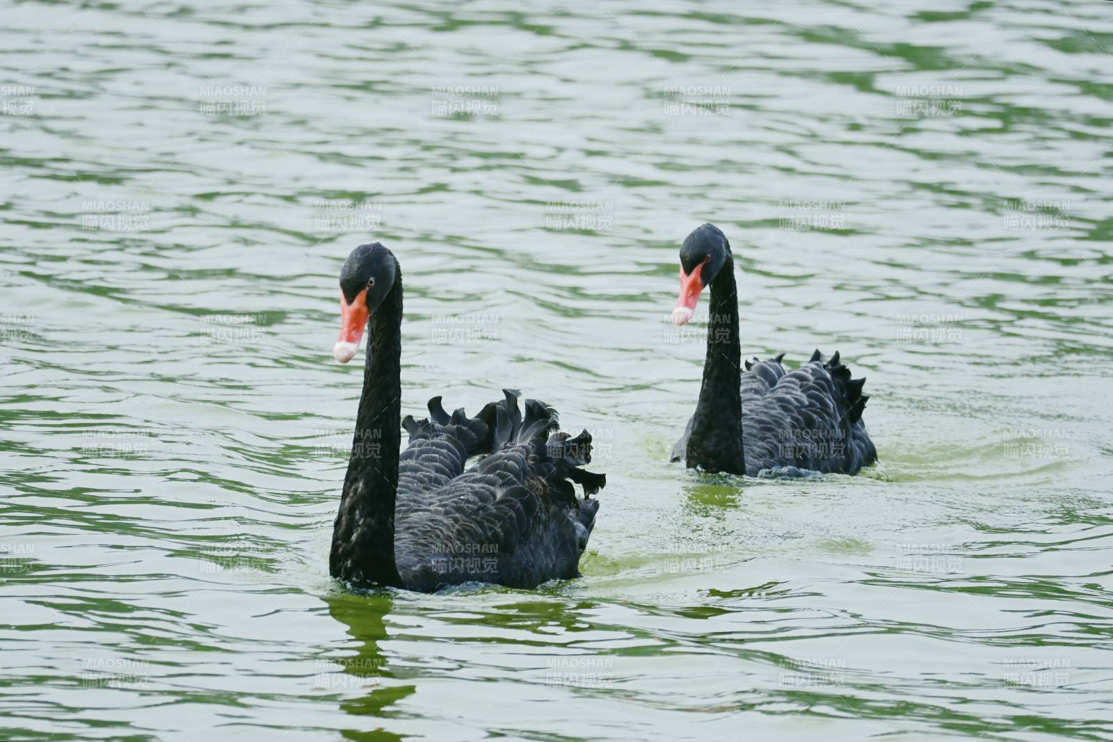 湖中双黑天鹅悠游图片