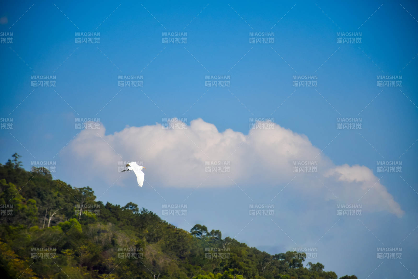 白鹭飞翔 山林云影图片