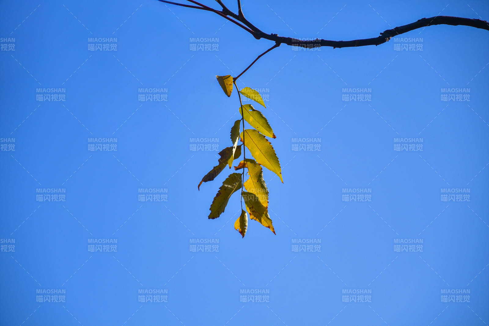 秋叶映蓝天 静谧之美图片