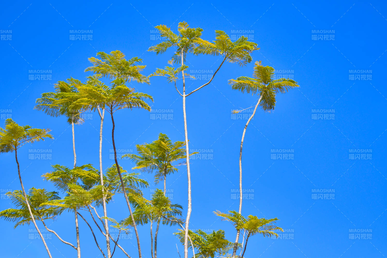蓝天下的热带树木图片