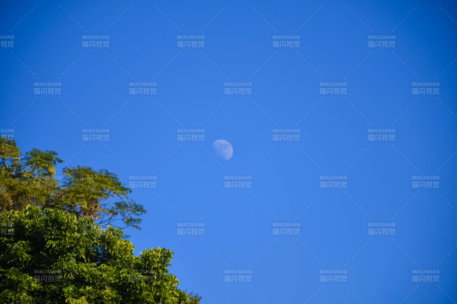 蓝天下的新月与绿树图片