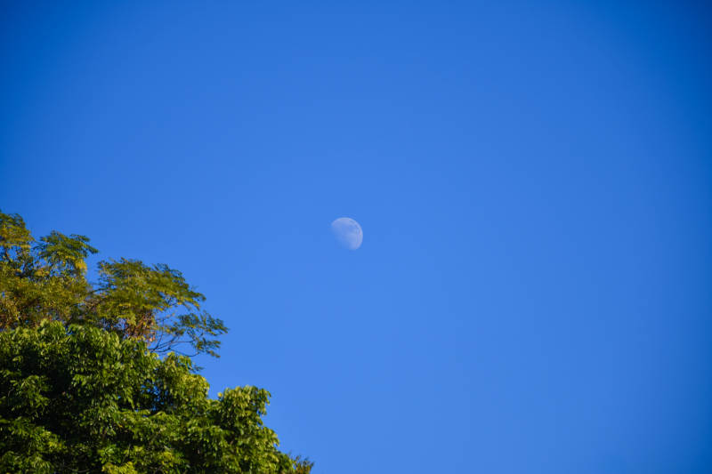 蓝天下的新月与绿树图片