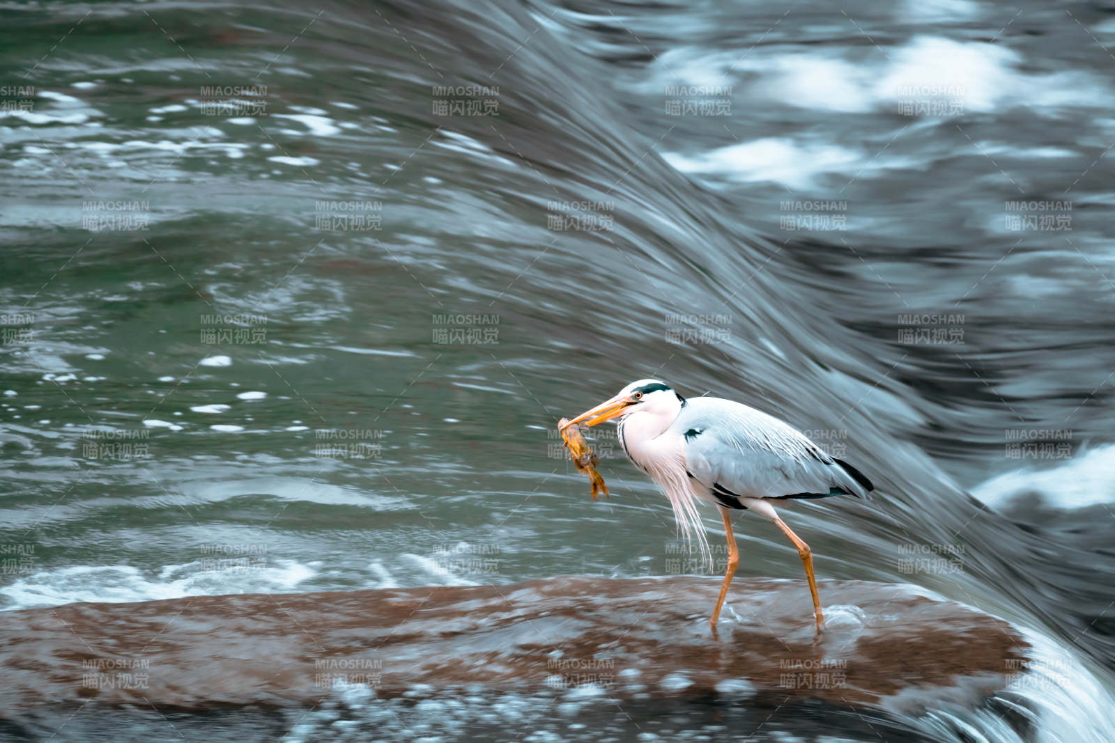 鹭鸟捕食 水边瞬间图片