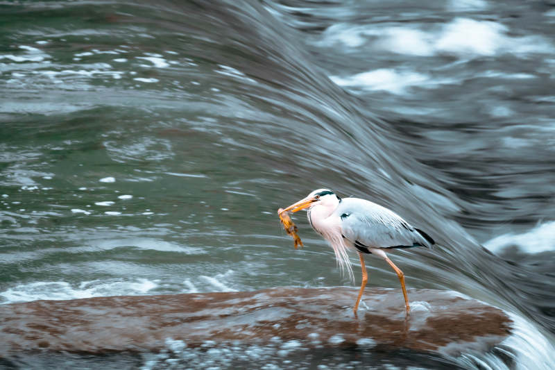 鹭鸟捕食 水边瞬间图片