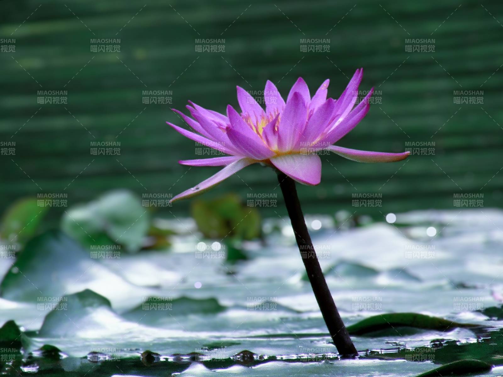 池中绽放的粉色莲花图片