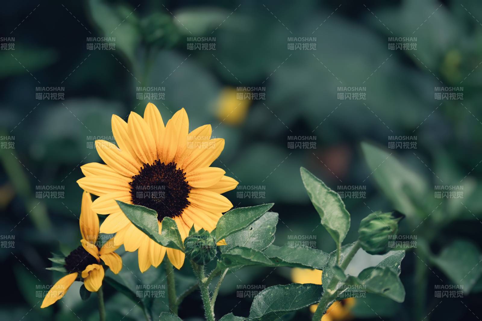 向日葵的微笑图片