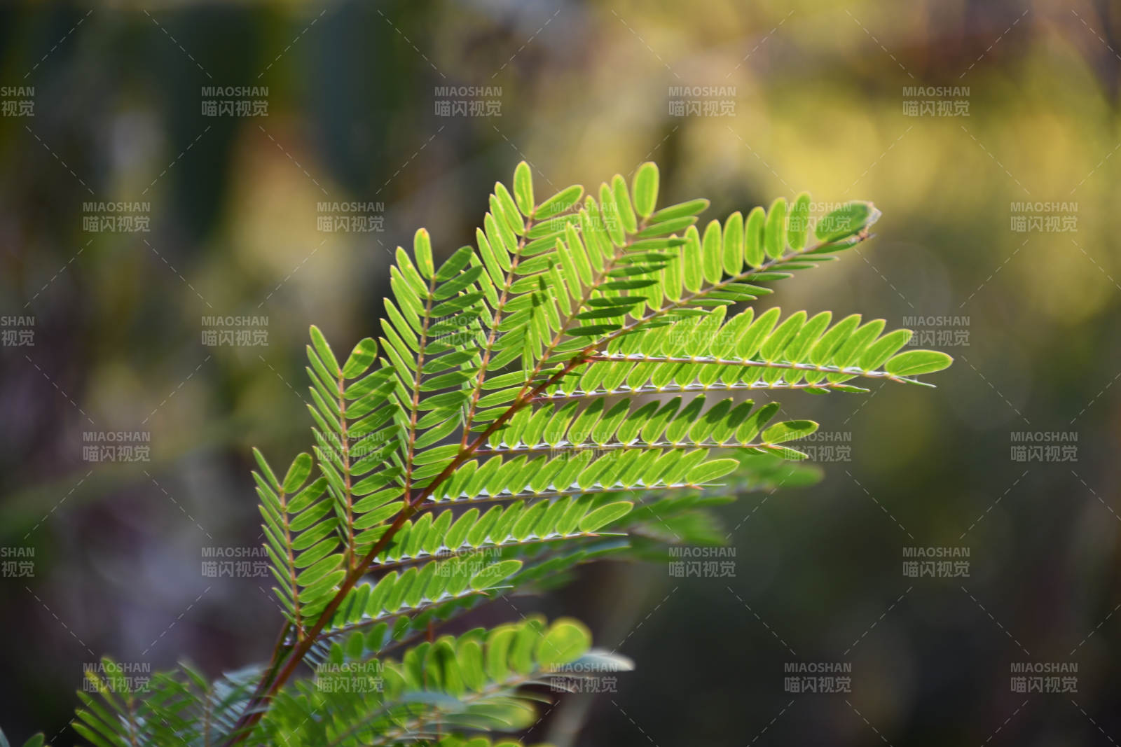 绿叶细枝 自然之美图片
