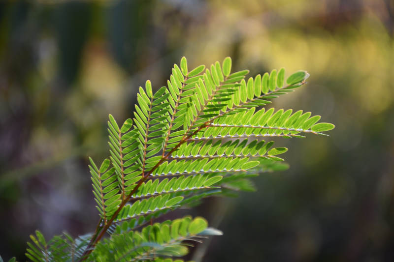 绿叶细枝 自然之美图片