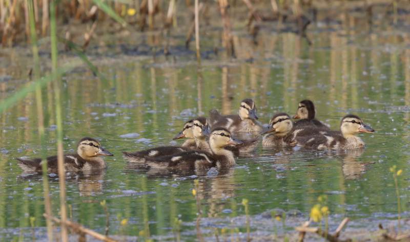 小鸭子在水中嬉戏图片