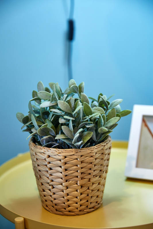 绿植点缀温馨角落图片