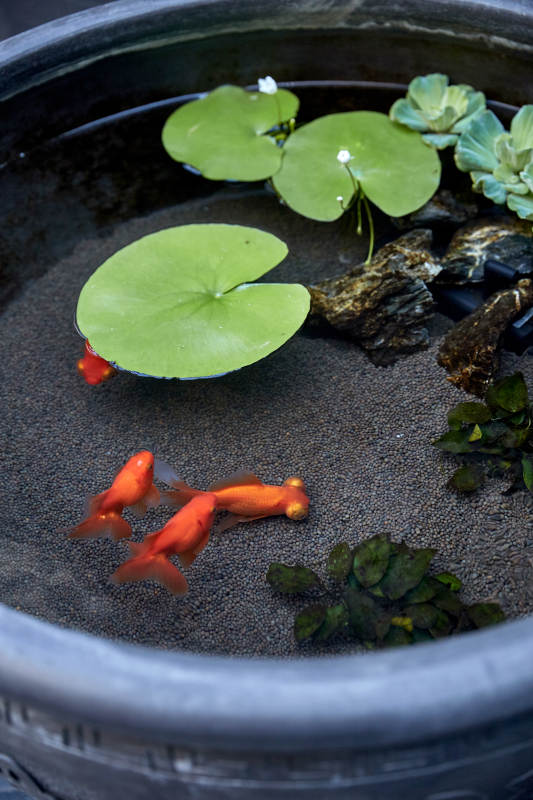 金鱼戏水 荷叶点缀图片