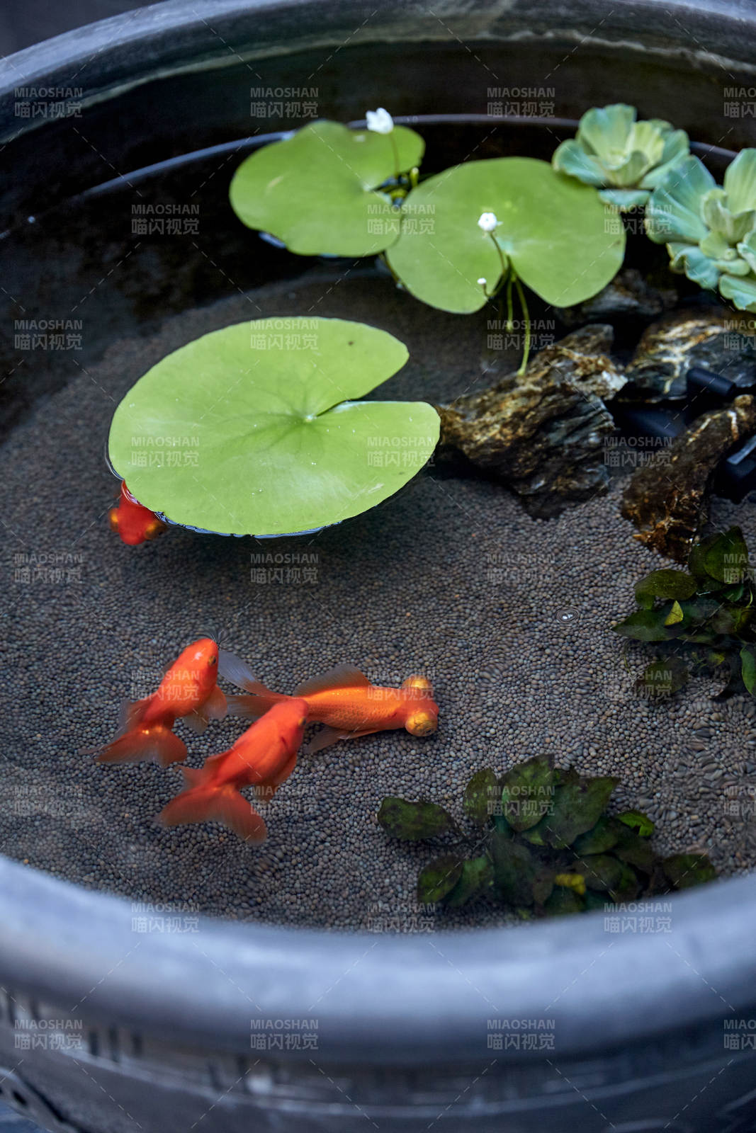 金鱼戏水 荷叶点缀图片