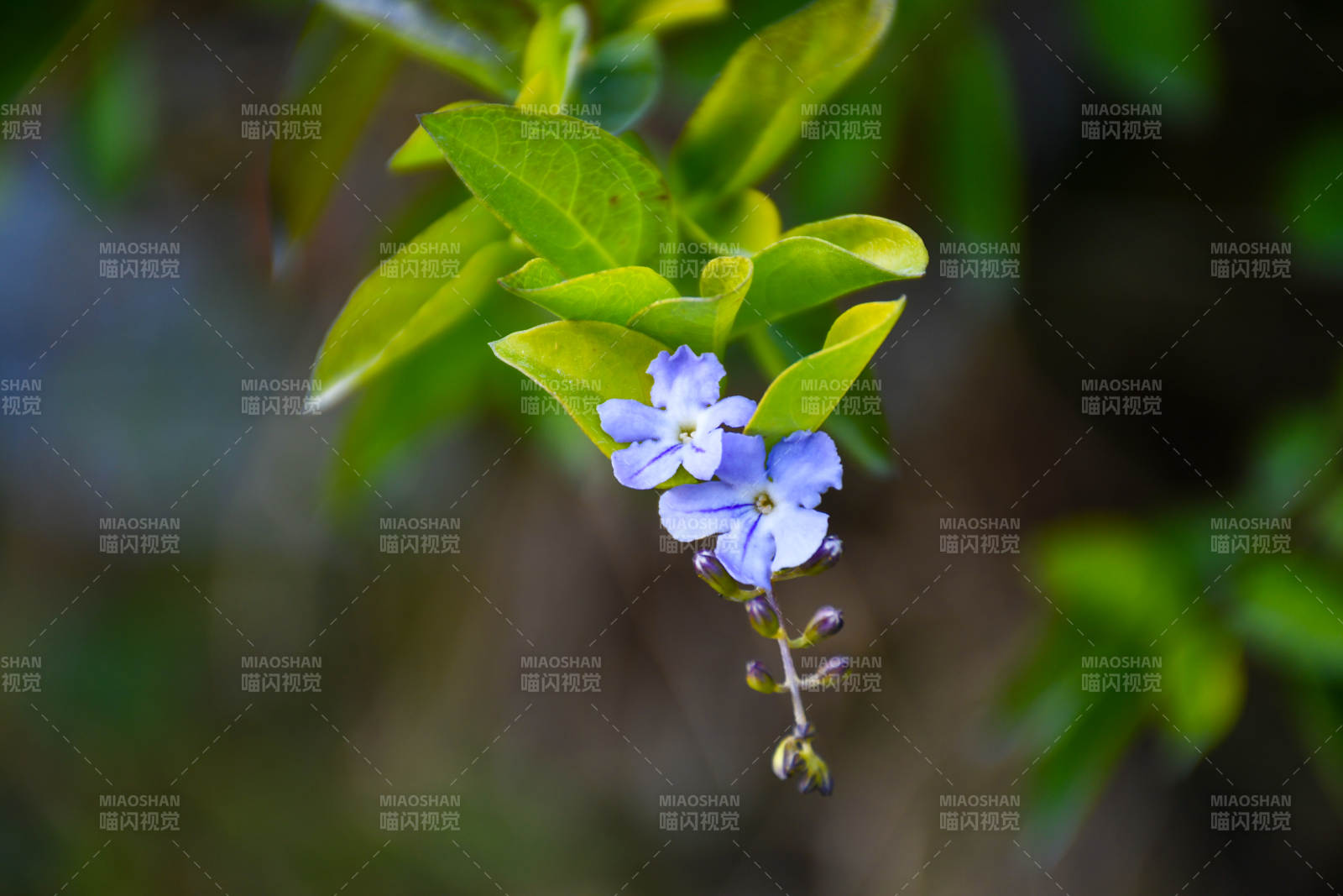 蓝花绿叶 自然之美图片