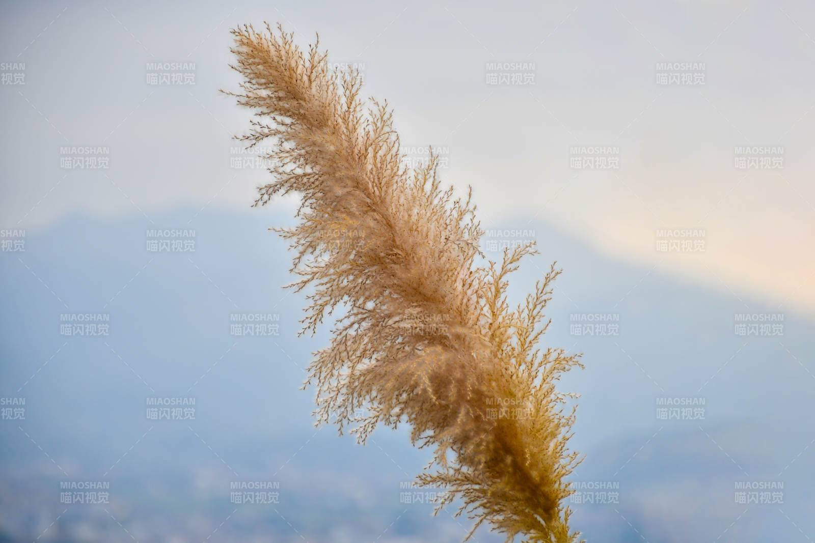 风中摇曳的芦苇花图片