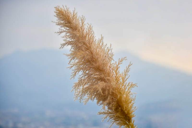 风中摇曳的芦苇花图片