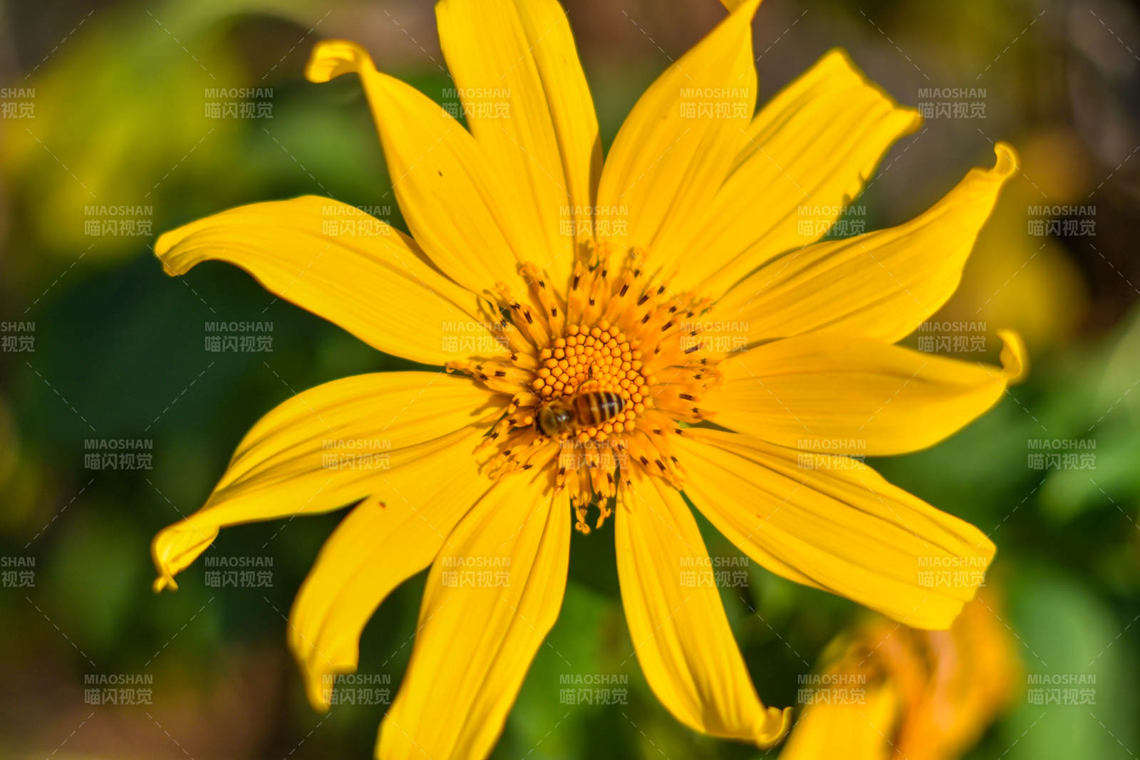 蜜蜂采蜜在黄花上图片