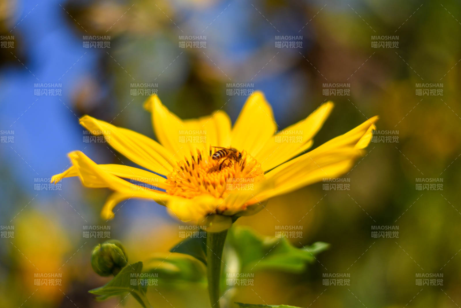 蜜蜂采蜜在黄花上图片