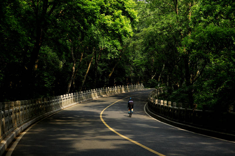 林荫道上孤独的骑行者图片