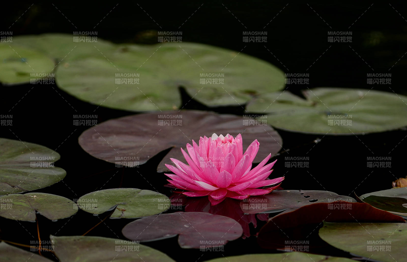 池塘中的粉色莲花图片