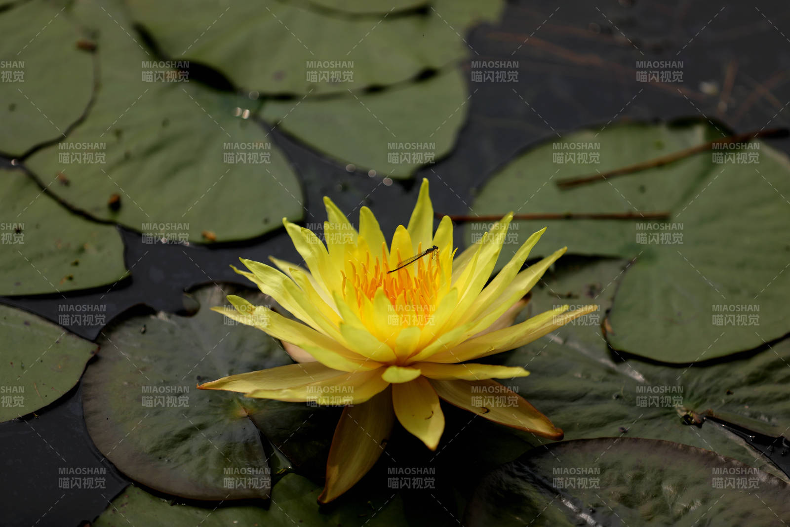 池塘中的黄色睡莲图片