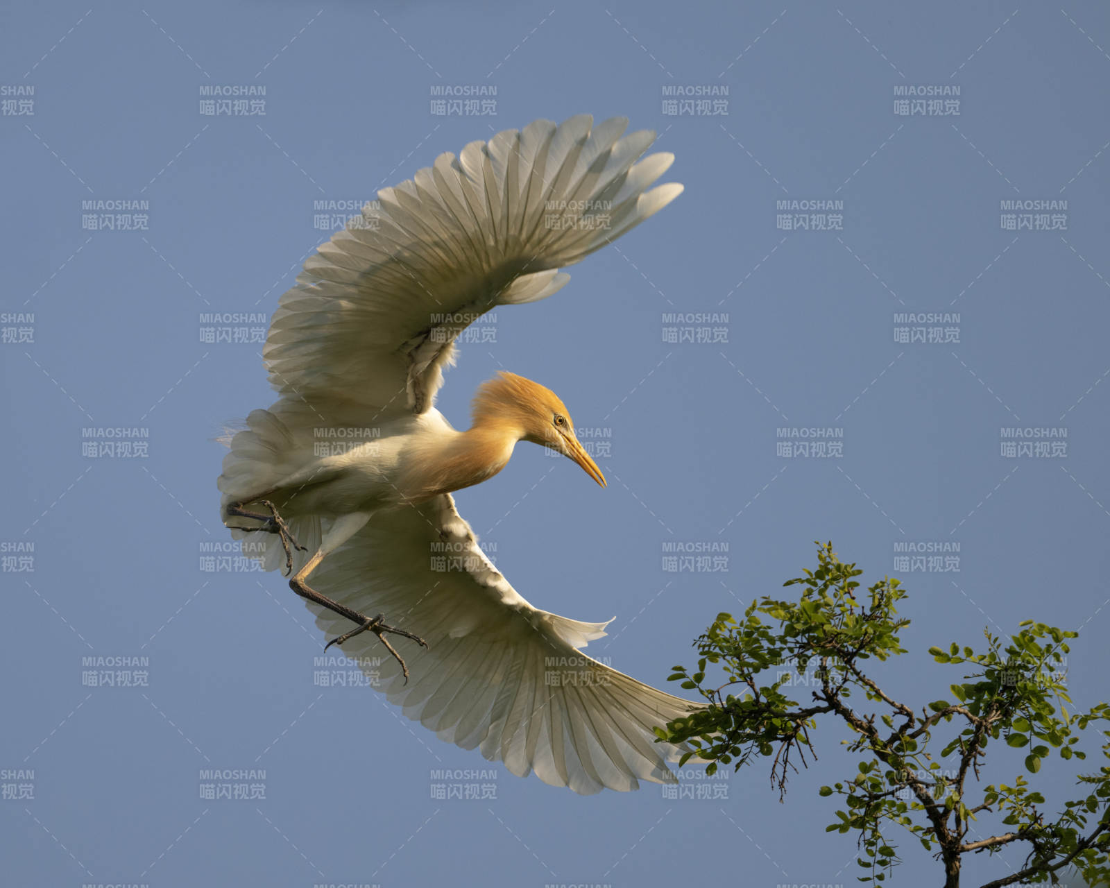 飞翔的白鹭图片