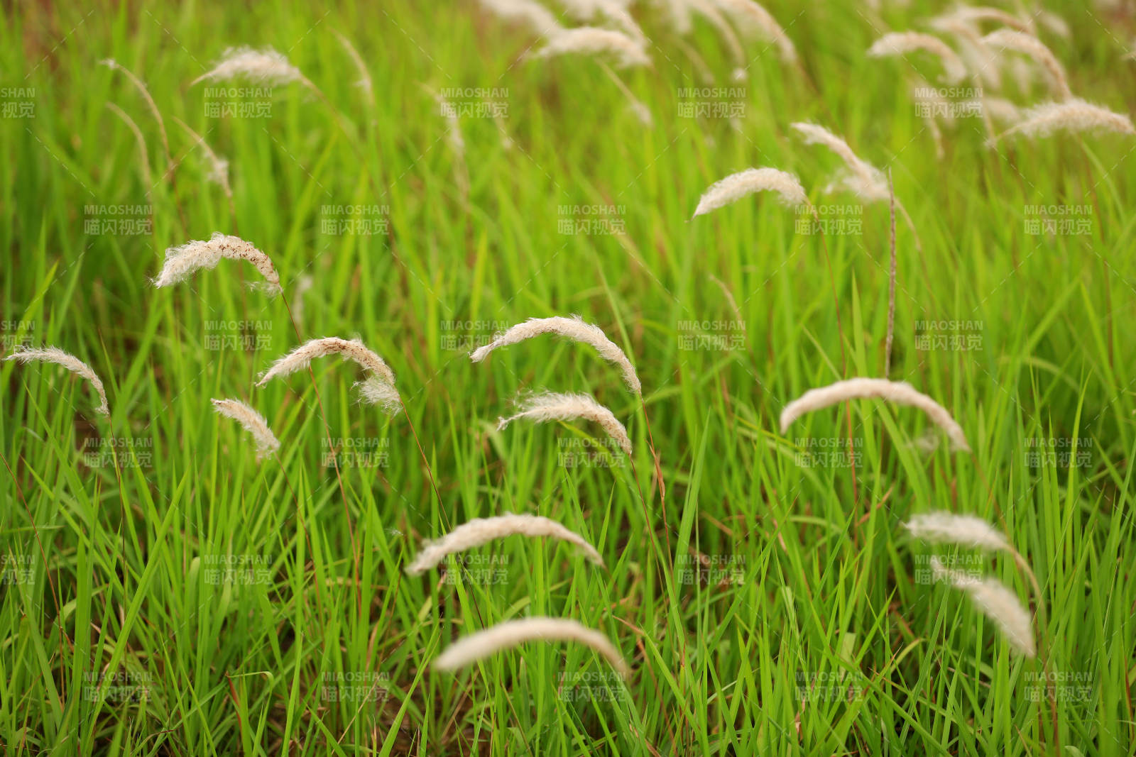 夏日白茅 风中摇曳图片