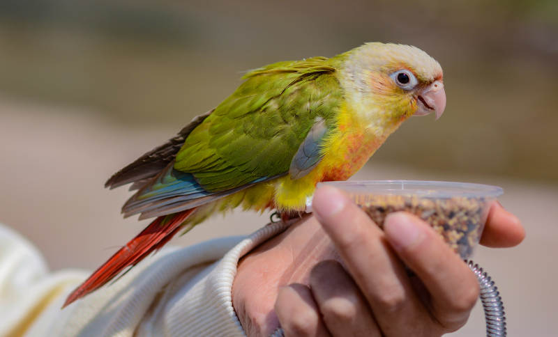 手喂鹦鹉吃鸟食图片