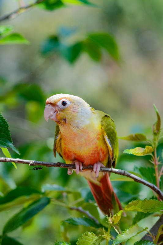 树上的彩色鹦鹉图片