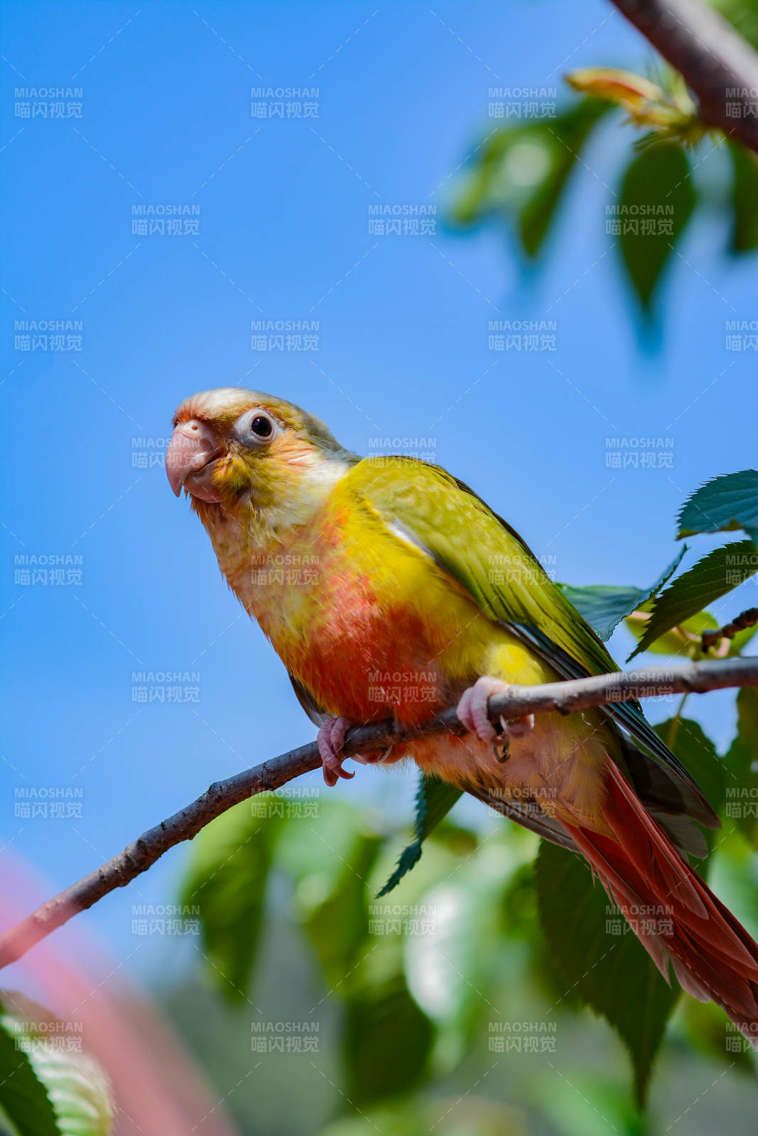 色彩斑斓的鹦鹉栖枝头图片