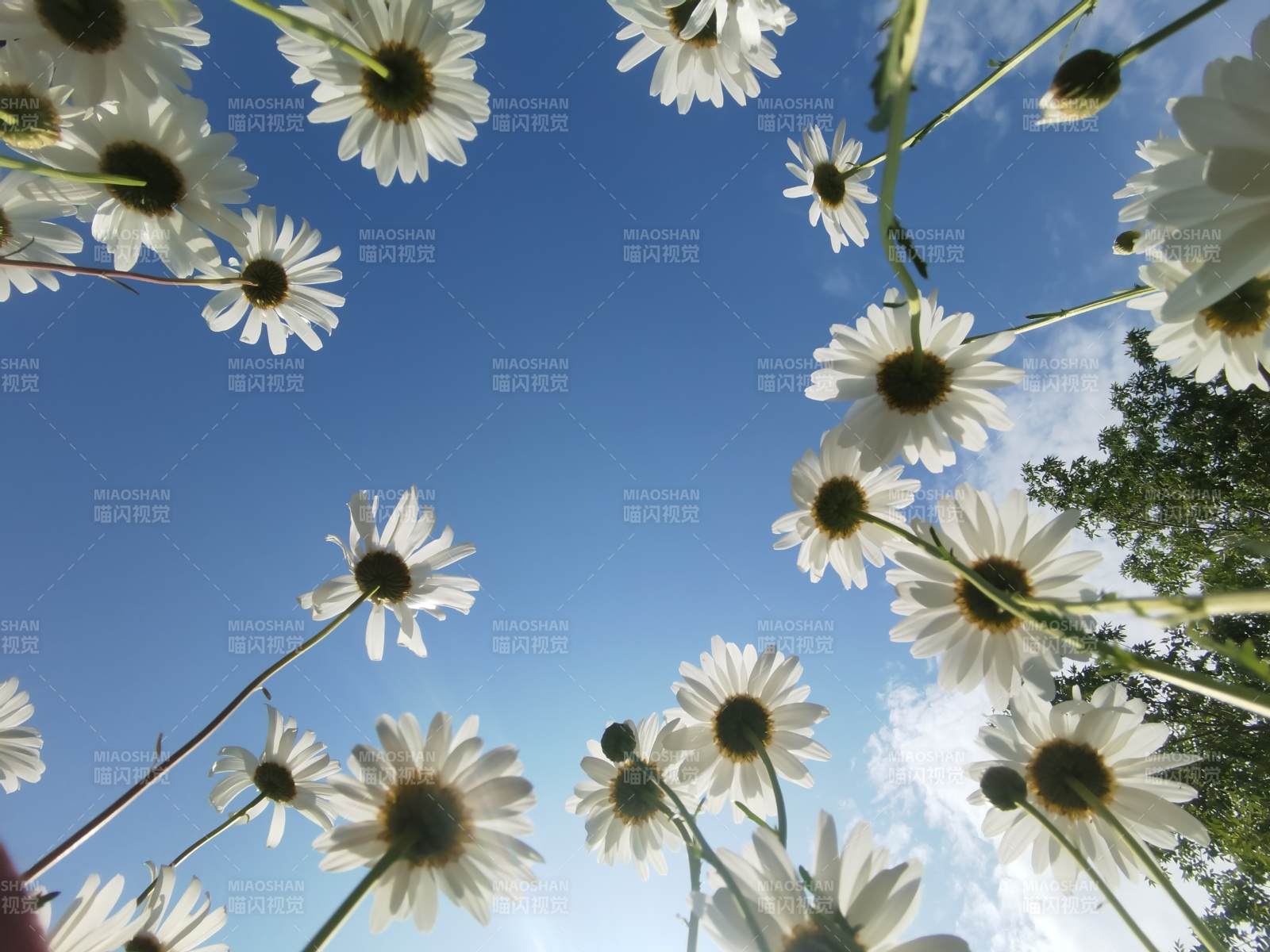 蓝天下的雏菊盛开图片