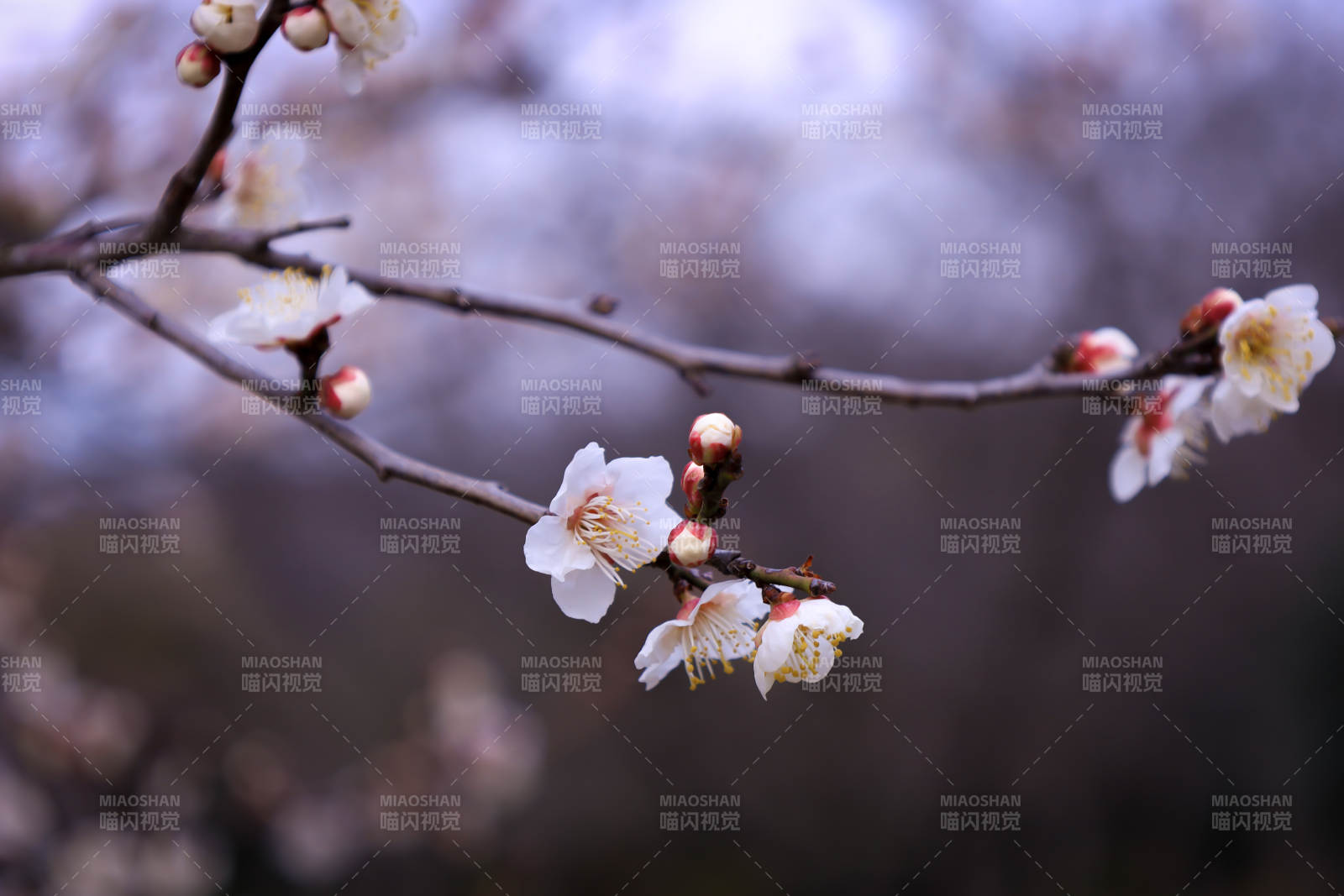 冬日梅花绽放枝头图片