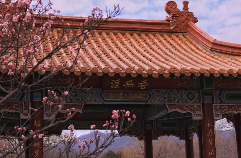 南京明孝陵春日古亭梅花绽放图片