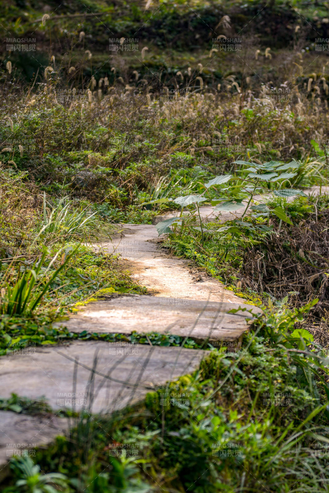 石板小径 绿意盎然图片