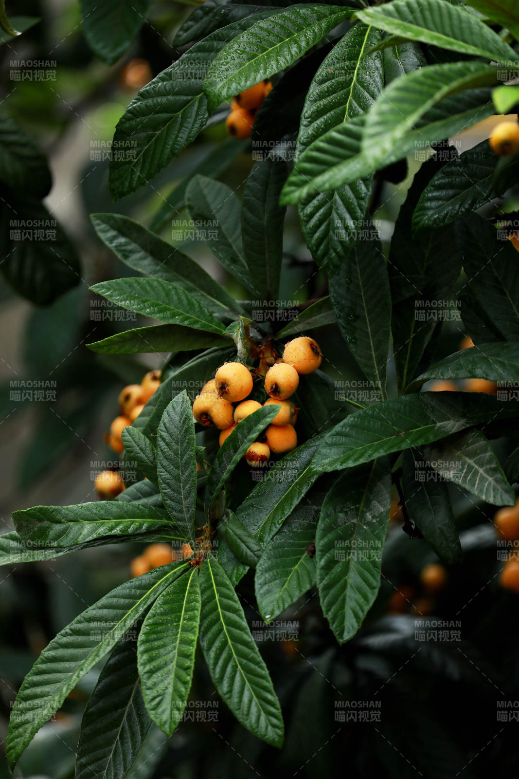 枇杷树上挂满了枇杷图片