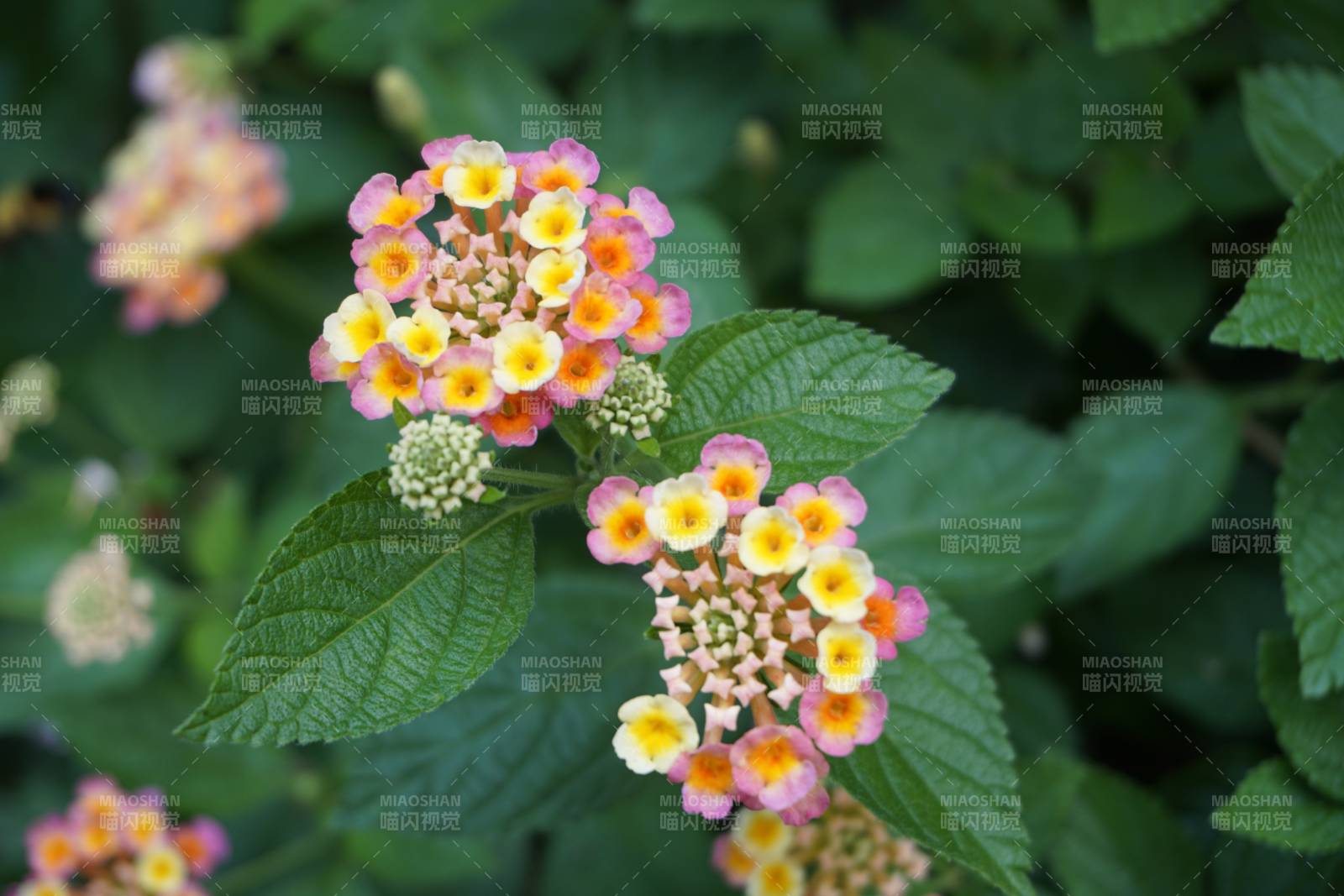 粉色小花丛中的绿叶图片
