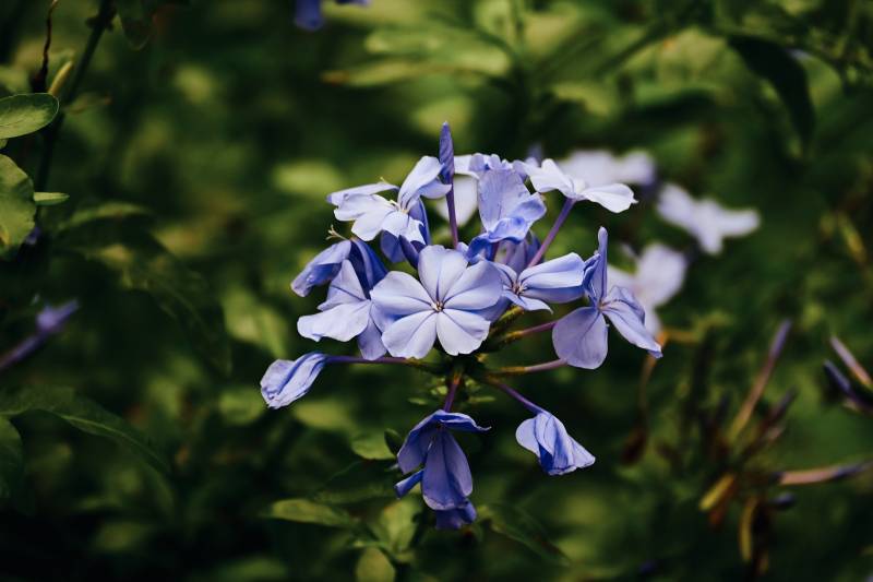 紫色小花在绿叶中绽放图片