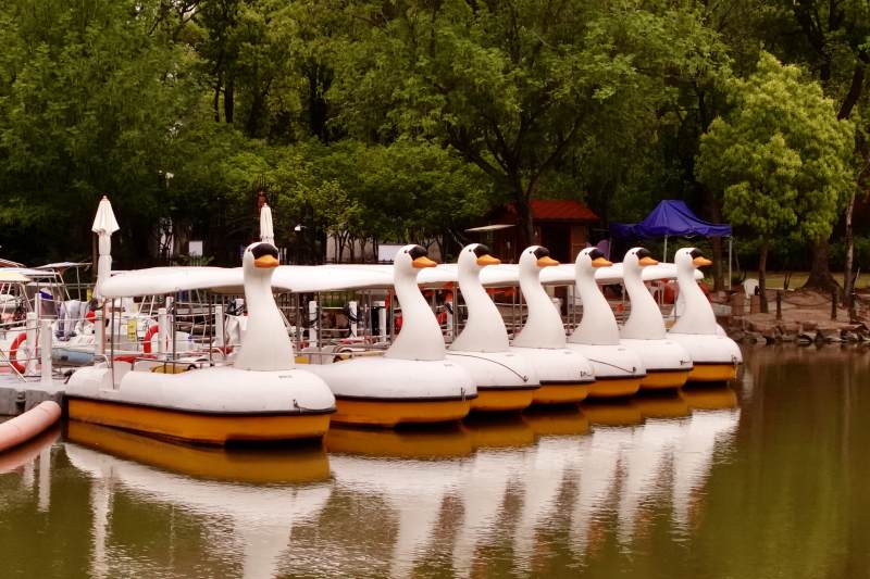 湖畔天鹅船静候游客图片