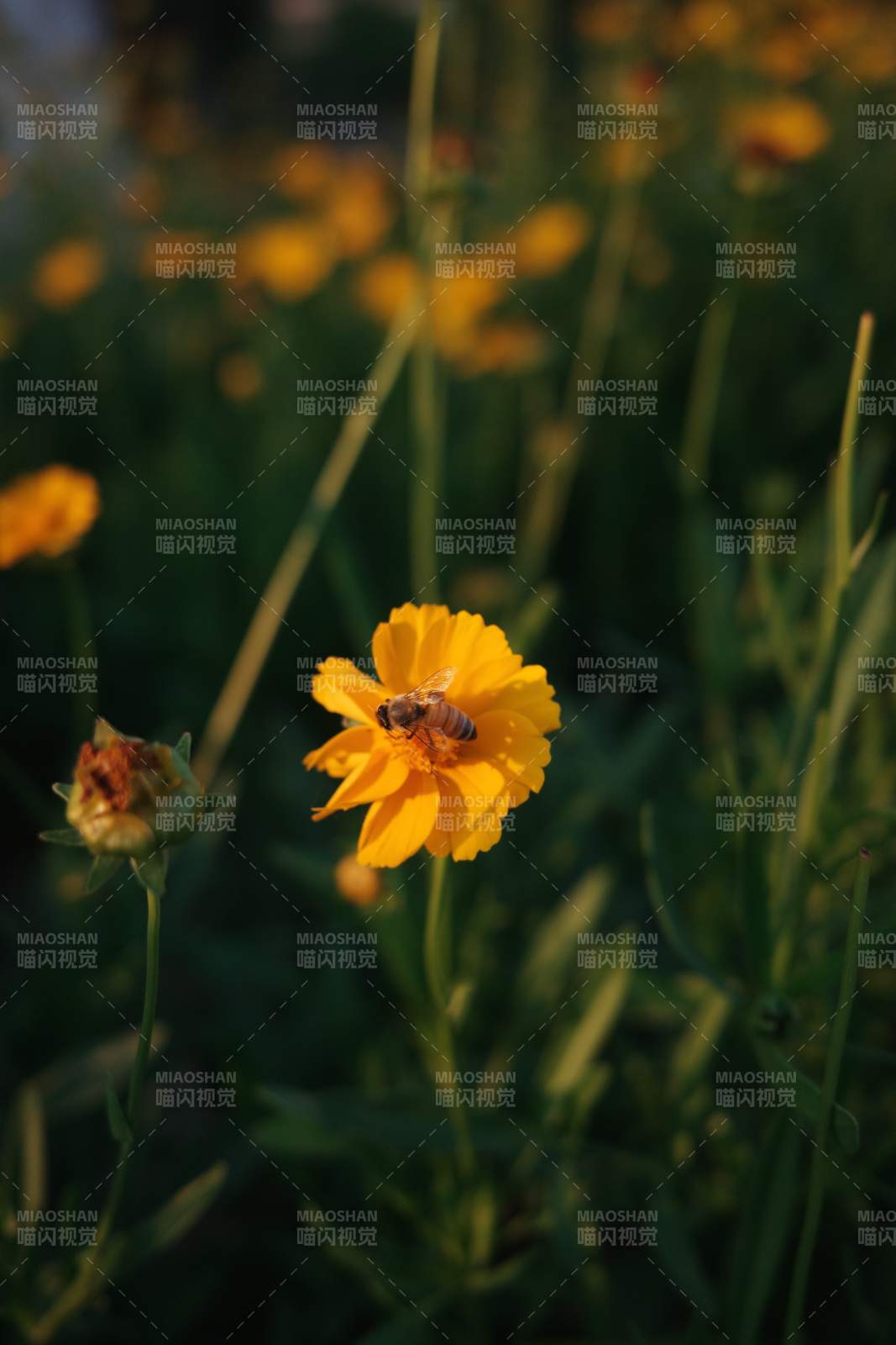 蜜蜂采蜜在黄花上图片