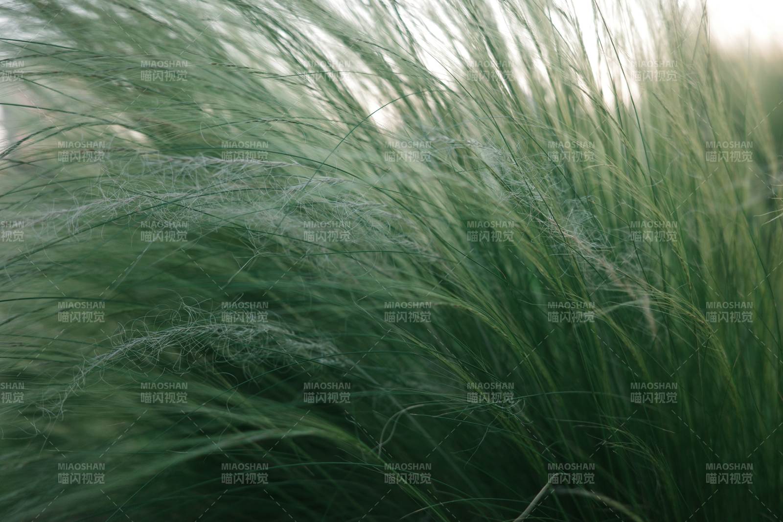 风中摇曳的绿草图片