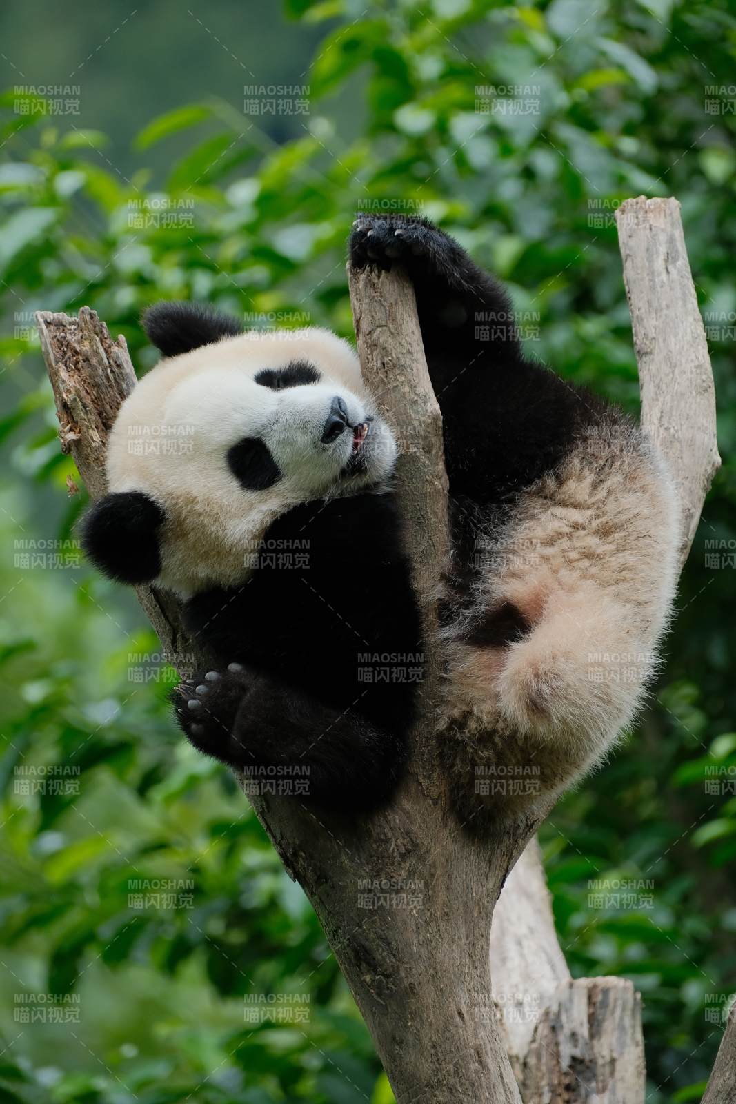 熊猫树上悠闲啃竹枝图片