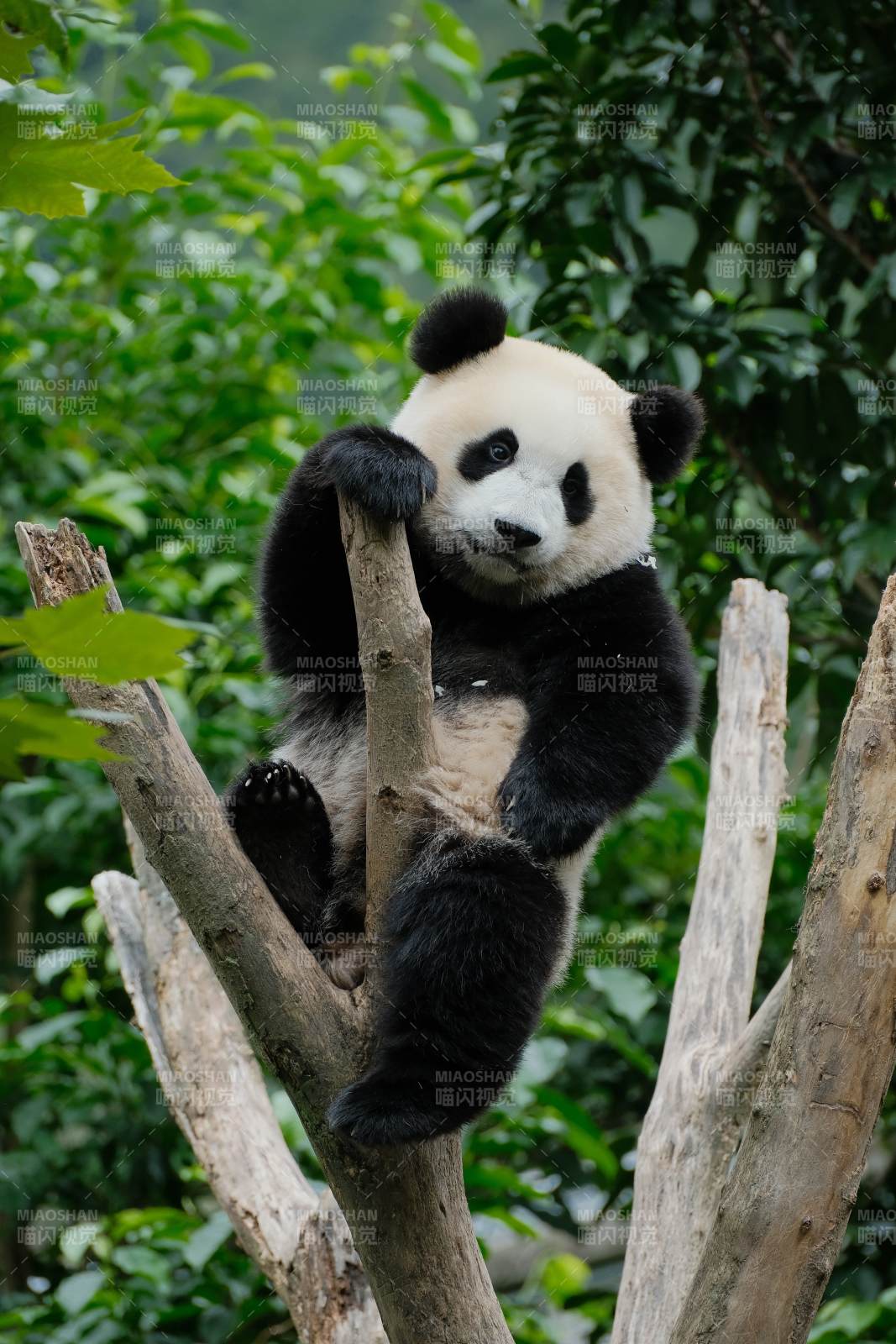 熊猫树上悠闲时光图片