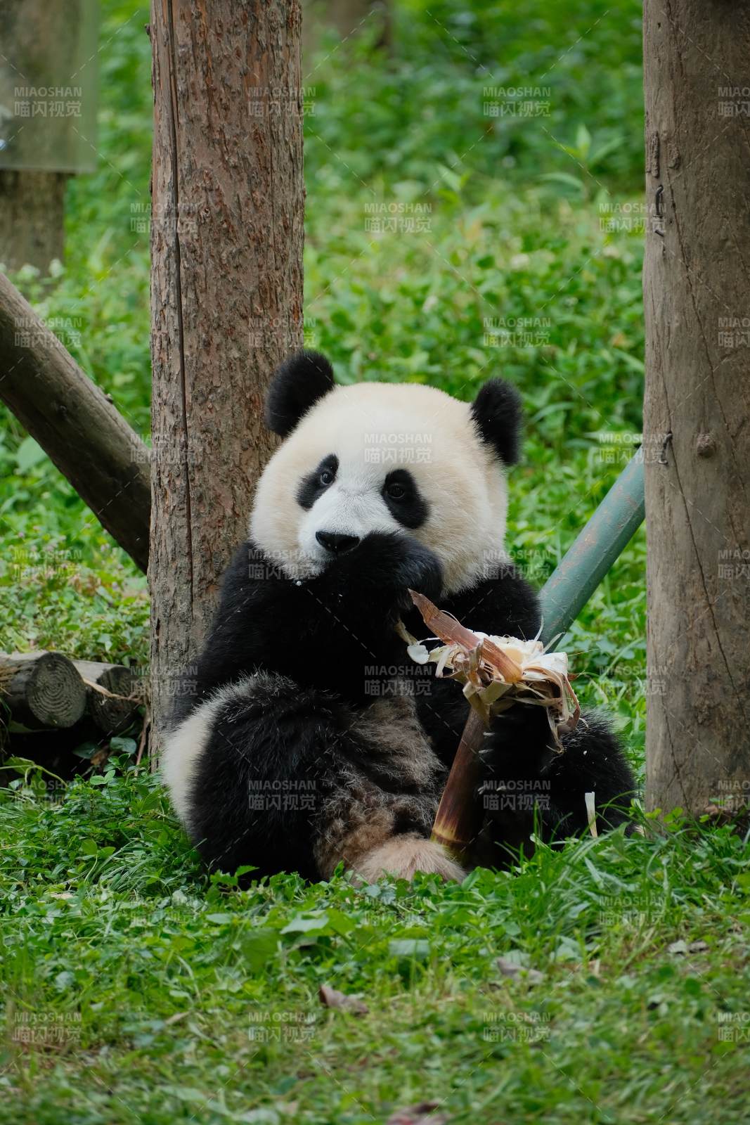 熊猫悠闲吃竹子图片